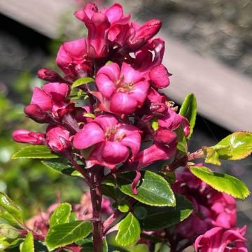 Escallonia nain Red Dream