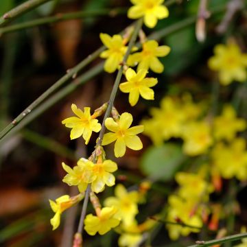 Jasmin d'hiver - Jasminum nudiflorum