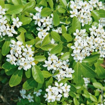 Oranger du Mexique GREENFINGERS ® Lissfing – Choisya ternata