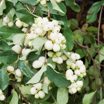 Symphorine Albus White Hedge