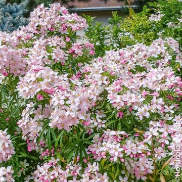 Choisya ternata Apple Blossom