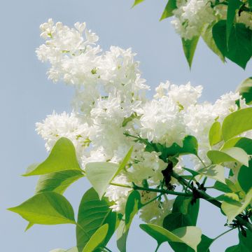 Lilas ou Syringa vulgaris 'Mme Lemoine'