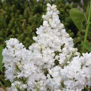 Lilas DENTELLE D’ANJOU ® ‘Mindent’ ou Syringa vulgaris