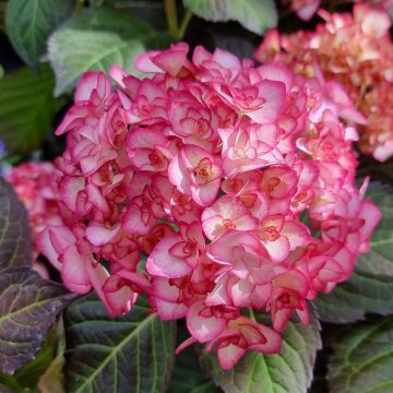 Hortensia macrophylla Miss Saori