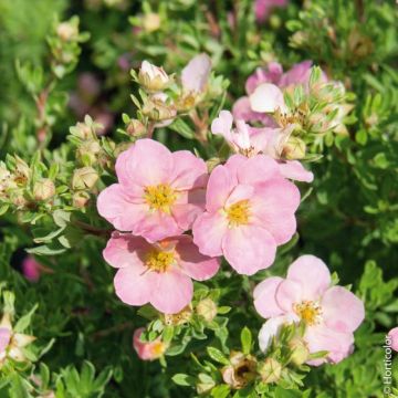 Potentille LOVELY PINK ® Pink Beauty Potentille LOVELY PINK ® Pink Beauty