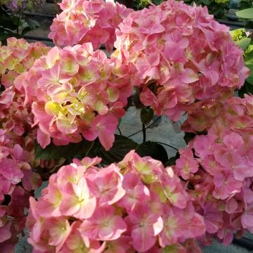 Hortensia macrophylla ‘Valvert’ cov ou Hydrangea macrophylla