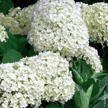 Hortensia arborescens Annabelle