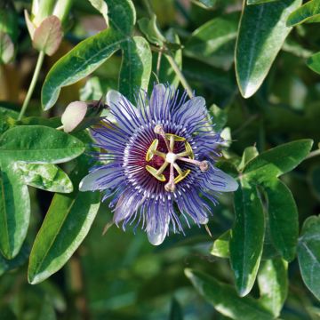 Passiflore Purple Haze