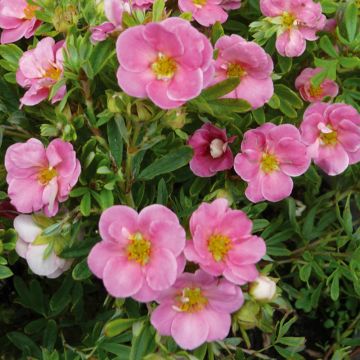 Potentille arbustive PINK PARADISE ® Kupinpa COV
