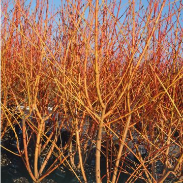 Cornus sanguinea WINTER FLAME ® Anny