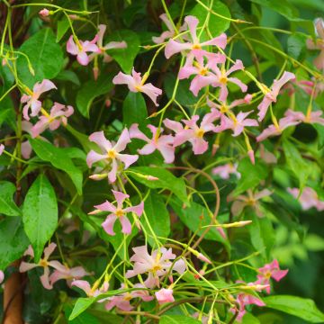 Jasmin étoilé ou Trachelospermum asiaticum