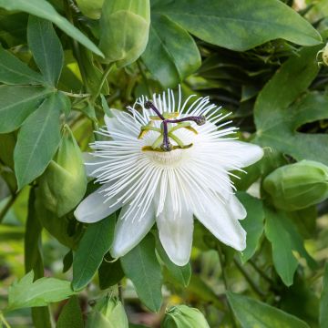 Passiflora X RIVERSIDE ® SNOW QUEEN ® Meilland Richardier
