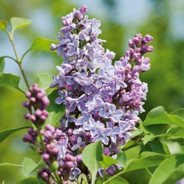 Lilas commun Président Grevy