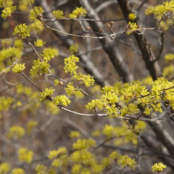 Cornus ou Cornouiller Mas