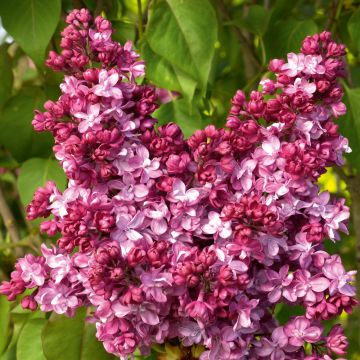 Lilas commun double Prince Wolkonsky