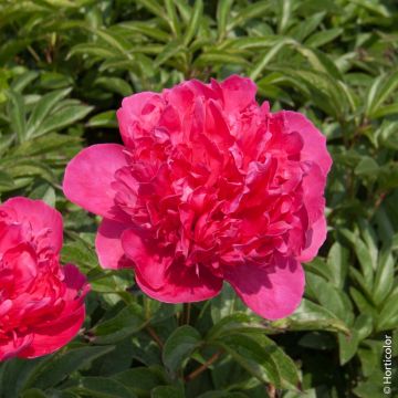 Pivoine lactiflora hybride Félix Crousse