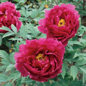 Pivoine arbustive Shin Jetsu Getsu Nishiki