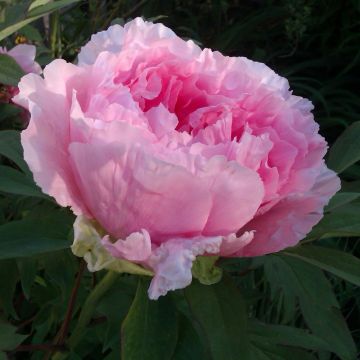Pivoine arbustive Hana Kishoï