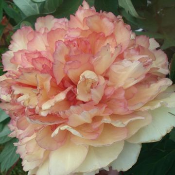 Pivoine arbustive Souvenir de Maxime Cornu