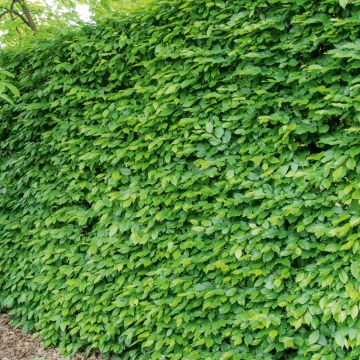 Charmille, charme commun ou Carpinus betulus