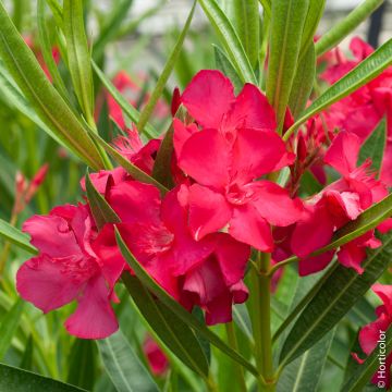 Laurier-rose ou Nerium oleander ‘Jannoch’ 
