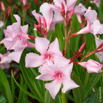 Laurier rose ou Nerium oleander ‘Villa Romaine’