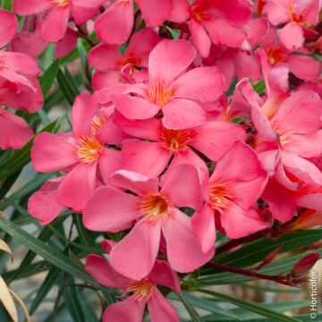 Laurier-rose ou Nerium oleander ‘Framboise’
