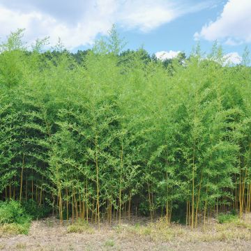 Bambou Phyllostachys aureosulcata Spectabilis