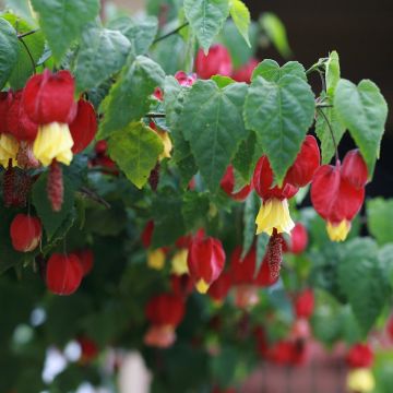 Abutilon megapotamicum ou Abutilon vivace grimpant