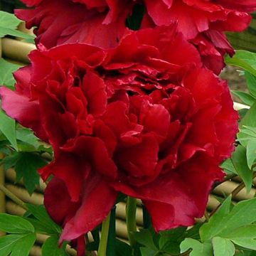 Pivoine arbustive Shima Zubeni