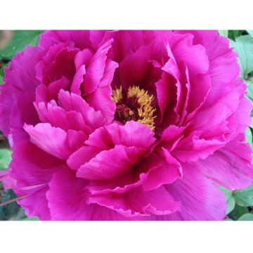Pivoine arbustive Shima Daijin