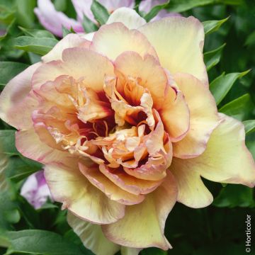 Pivoine hybride intersectionnelle ou Paeonia X Itoh ‘Callies Memory’