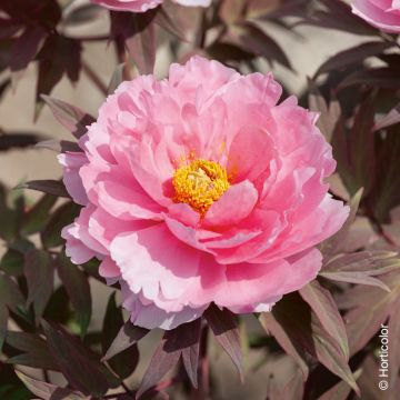 Pivoine arbustive ou Paeonia suffruticosa ‘Yachiyo Tsubaki’