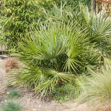 Palmier Chamaerops humilis ‘Compacta’ ou Palmier nain méditerranéen compact