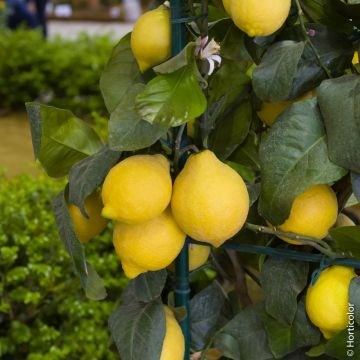 Citronnier Meyer ou Citrus lemon Meyer