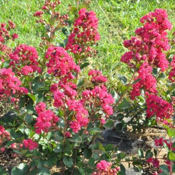 Lagerstroemia INDIYA CHARMS ® BRAISE D'ETE ® 'Indybra' buisson