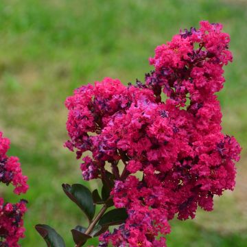 Lagerstroemia INDIYA CHARMS ® FUCHSIA D'ETE ® 'Indyfus'
