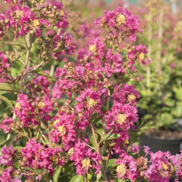 Lagerstroemia indica rose fuchsia