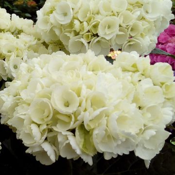 Hortensia macrophylla RENDEZ-VOUS ANGELIQUE ®