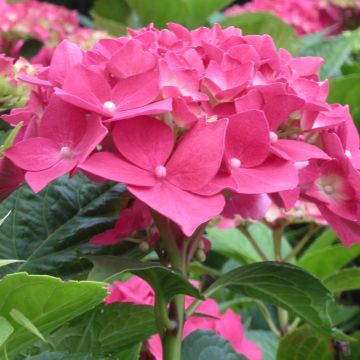Hortensia macrophylla ROYAL RED ® ‘Hbarore’