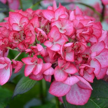 Hortensia macrophylla DUTCH LADIES ® Salsa Sidsalimp