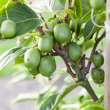 Kiwaï autofertile, Kiwi de Sibérie ou Actinidia arguta ‘Issaï’