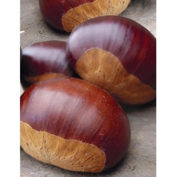 Châtaignier ou Castanea sativa ‘Bouche de Bétizac’