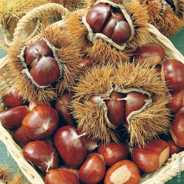 Châtaignier ou Castanea sativa ‘Marron de Lyon’