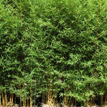 Bambou Phyllostachys aurea Koi