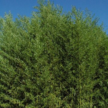 Bambou Phyllostachys arcana Luteosulcata
