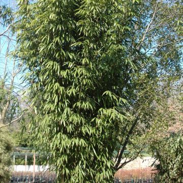 Bambou Pseudosasa amabilis Tenuis