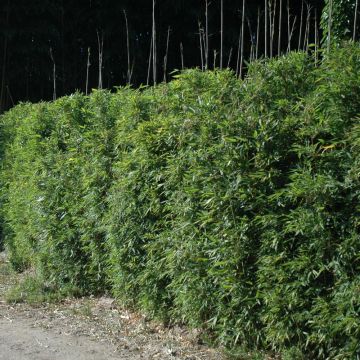 Bambou Semiarundinaria okuboi