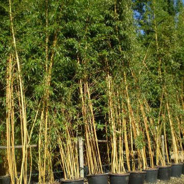Bambou phyllostachys bambusoides holochrysa