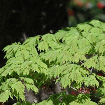 Erable du Japon Aconitifolium
